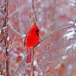 Red Cardinal Perched