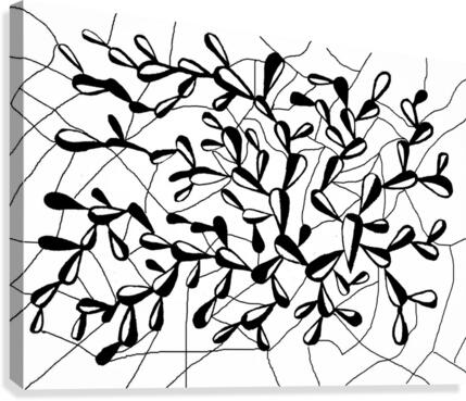 34 Spatulate Canvas Print