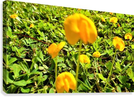 Cholog Canvas Print