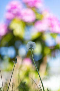 Flowers5