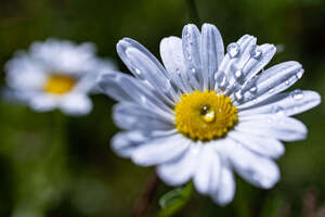 Flowers7