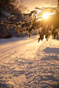 SnowfallMorningAfterSunrise
