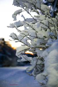 SnowfallMorningAfterSunrise3