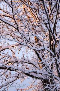 SnowfallMorningAfterSunrise7