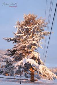 SnowfallMorningAfterSunrise8