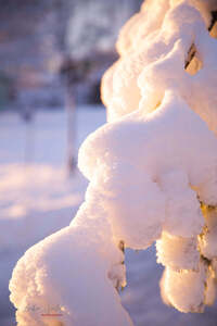 SnowfallMorningAfterSunrise9