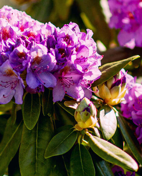 Flower3 Print