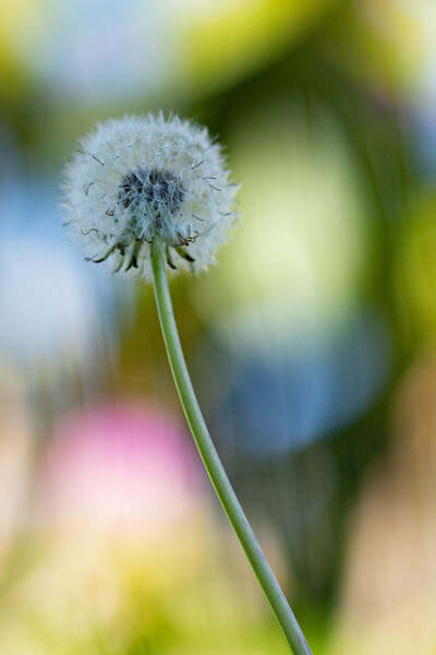 Flowers4 Print
