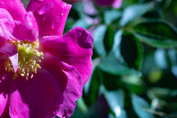 Flowers8 Print