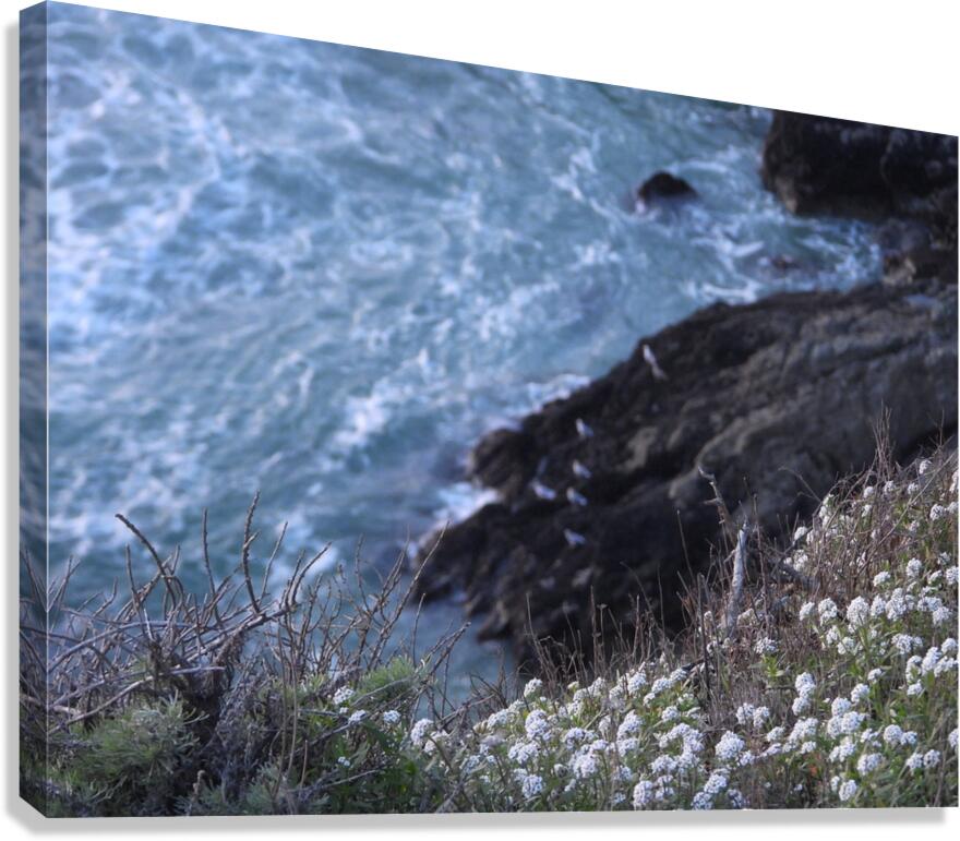 DSCN6820 Canvas Print