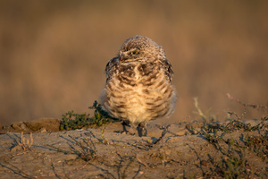 Burrowing Owl