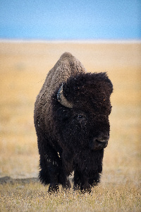 Grasslands Bison