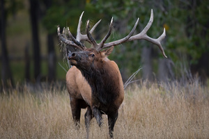 Wild Eyed Elk