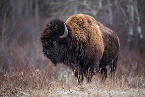 American Bison