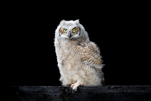 Great Horned Owlet