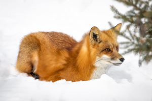 Red Fox Winter Scene