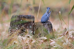 Digging For Edible Gems
