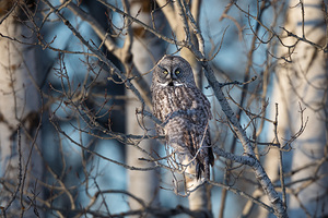 Great Gray Owl aka Phantom Of The North