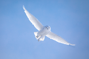 Snowy Owl aka Bubo Scaniacus 