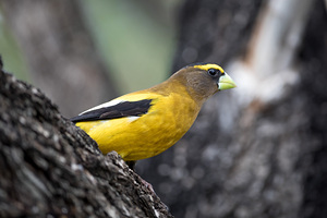 Evening Grosbeak - Male
