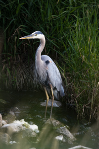 Great Blue Heron