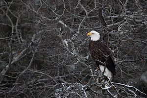 Lyin Eyes - The Eagle  1