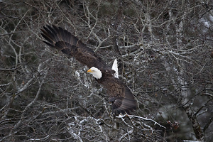 Take It To The Limit - The Eagle