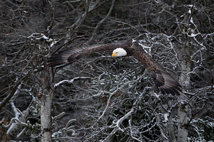 Tequila Sunrise- The Eagle  4