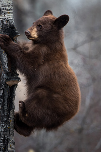 Just Hanging Out - Black Bear