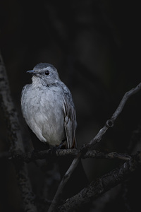 Cat Bird