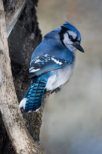 Premium Blue-Jay