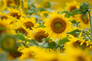 Sea Of Sunflowers