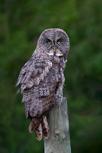 Phantom Of The North