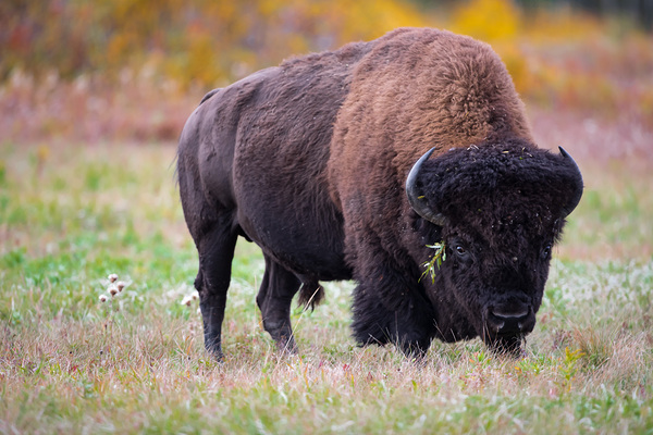 Bulls Eye - Manitoba Bison Print