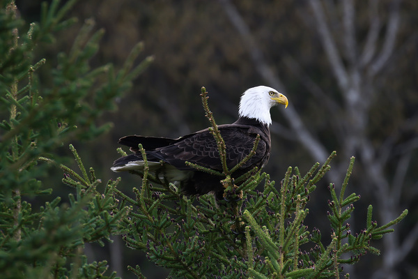 Where Eagles Dare