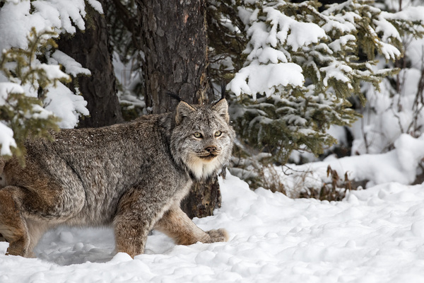Its a Lynx Wunderland Print