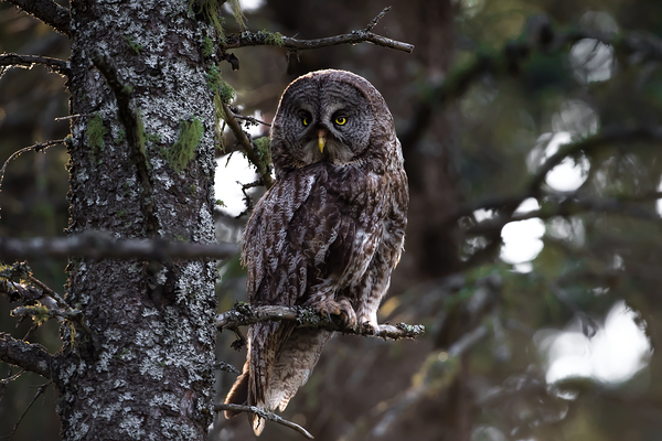 Male Great Gray Owl by Kevin Smith