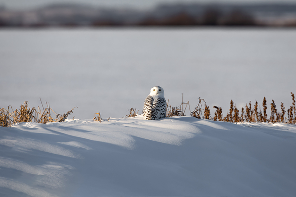 Sea Of Snowy by Kevin Smith