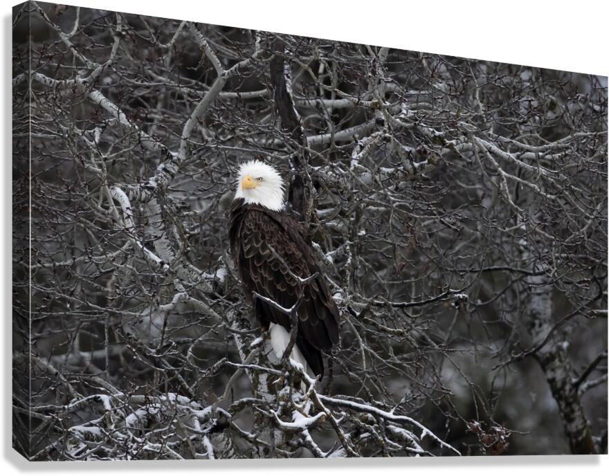 DESPERADO - The Eagle Canvas Print