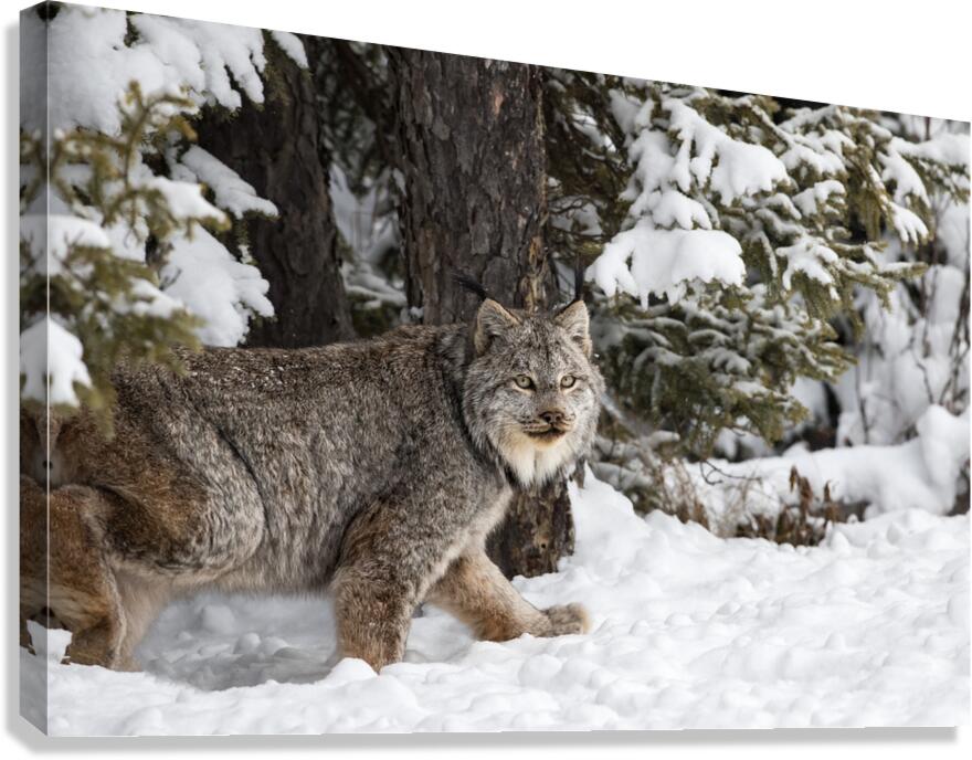 Its a Lynx Wunderland Canvas Print