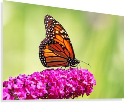 Busy Bee Canvas Print