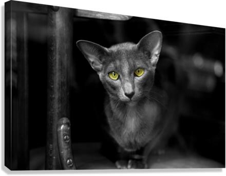 Yecat Canvas Print