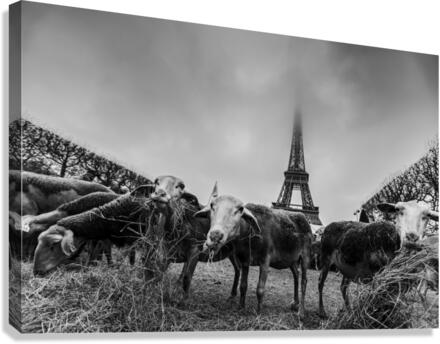 Eiffel Sheep Canvas Print
