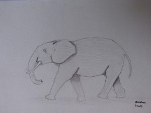 Elephant