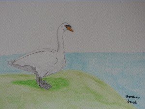 Swan 