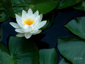 Water Lily I