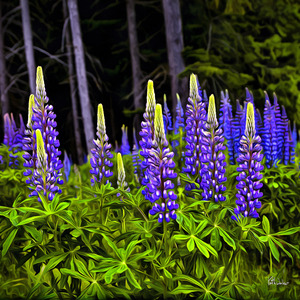 Wild Delphiniums