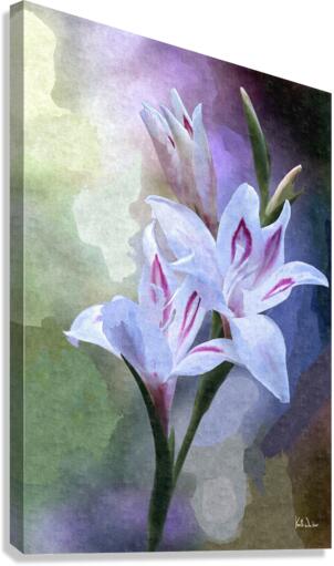 Gladiolus  Canvas Print