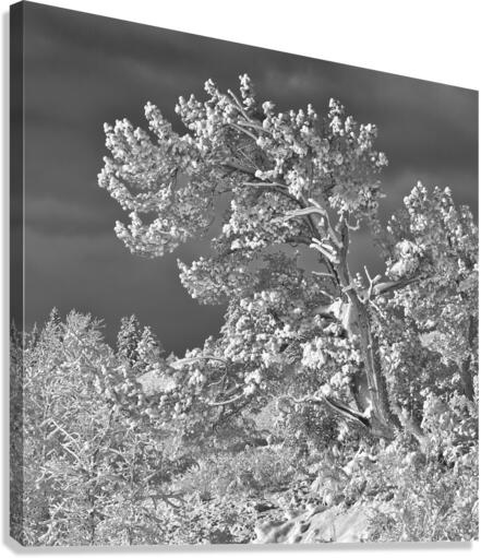 Frosty Trees Canvas Print