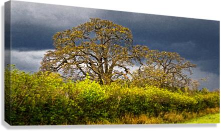 Roadside Oaks  Canvas Print